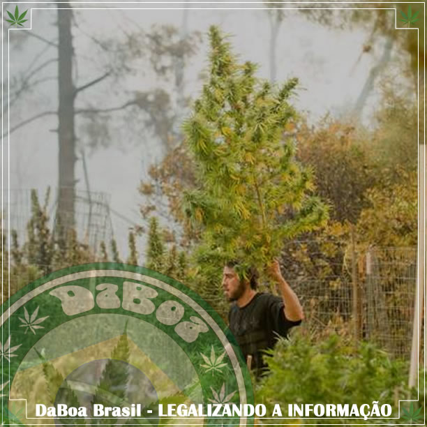 DaBoa-Brasil-Legalizando-A-Informação-Incêndios-na-Califórnia-destroem-os-primeiros-cultivos-legais-de-maconha